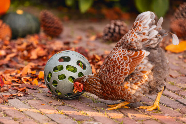 beeztees Hühner Snackball